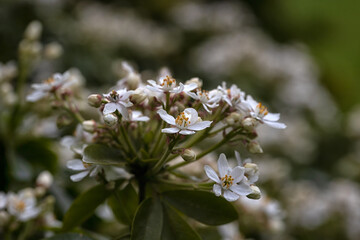 Closeup of flowers of  Mexican orange blossom (Choisya ternata) in a garden in Spring