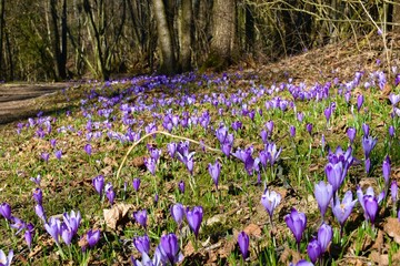 Purple spring crocus, giant crocus (Crocus vernus) spring flowers