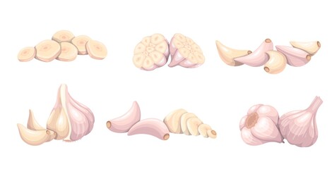 Garlic set, vegetable vector illustration. Whole heads, heaps whole and sliced garlic cloves. Common seasoning worldwide, spice and food flavoring.