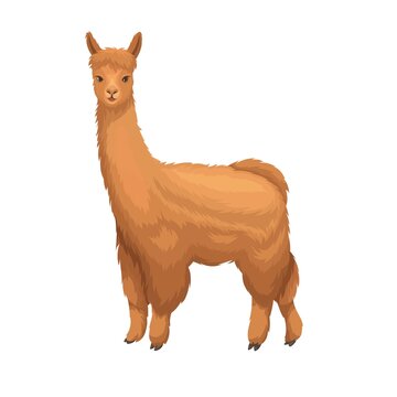 Alpaca in caroon style. . Llama mammal for design zoo. Isolated alpaca animal, vector illustration.