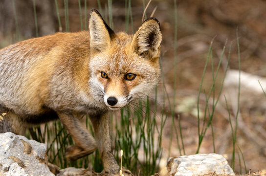 specimen of red fox (vulpes vulpes) walks among the pines