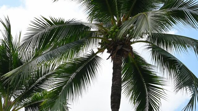 Background of tropical palm tree leaves swaying in the breeze with patterns forming from their shape and the way sunlight and shadow is falling on the leaves with cloud background.