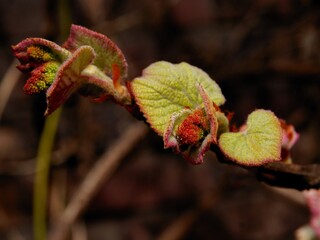 growing leaves and flower buds of creeper Aristolochia Macrophylla-birthwort