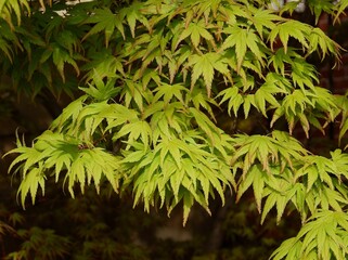 green foliage of Maple japonicum tree  at spring