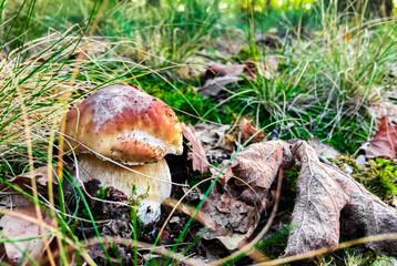 Big Boletus alone mushroom in the forest