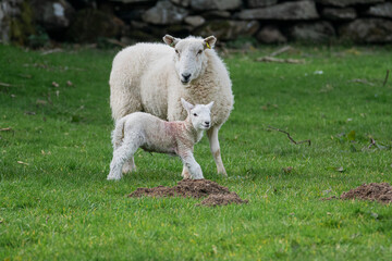 Obraz na płótnie Canvas Mother Sheep And Her Baby Lamb
