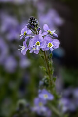 Closeup of flowers of Veronica gentianoides 'Mountain Breeze' in a garden