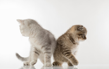 beautiful kittens portrait. British breed kittens in motion on a white background studio in full growth
