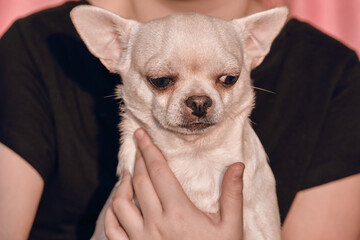 A sad dog in the arms of a child . Chihuahua in the hands of a girl . Portrait of a small dog in close-up.