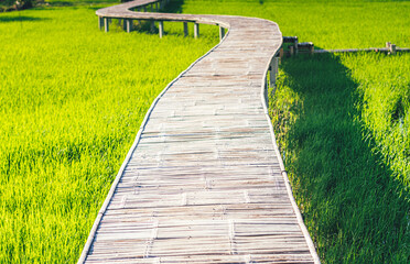 Fototapeta premium A Bamboo path winds through grassland