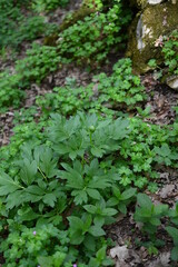 Paeonia peregrina is a species of flowering plant in the peony family Paeoniaceae, native to Southeastern Europe and Turkey. Paeonia peregrina - Wild plant shot in the spring.