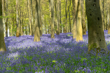 Bluebell, Hyacinthoides non-scripta, Latr April in an English bluebell wood