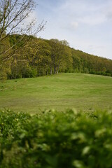 Paeonia peregrina is a species of flowering plant in the peony family Paeoniaceae, native to Southeastern Europe and Turkey. It is an erect, herbaceous perennial with 9-lobed, deeply divided leaves. S