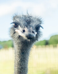 funny portrait of an ostrich emu bird on natural background on a farm, park on in a zoo