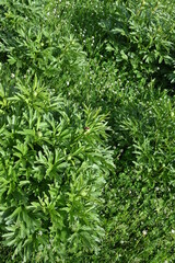 Paeonia peregrina Carbon neutral or carbon net-zero concept background photo Carbon neutral or carbon net-zero concept background photo. Low angle view of lush forest.