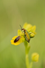 Insecto posando en orquidea silvesre