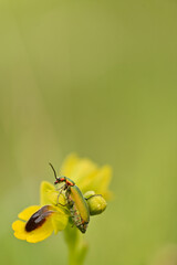 Insecto posando en orquidea silvesre