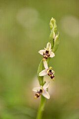 orquidea silvestre