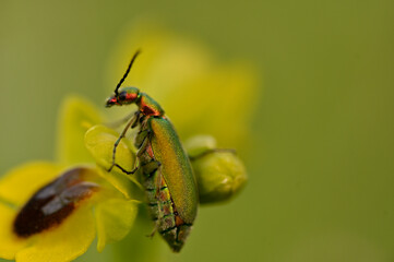 Insecto posando en orquidea silvesre