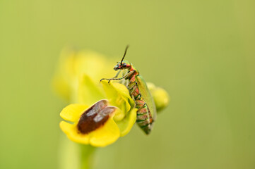 Insecto posando en orquidea silvesre