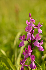 Orquideas silvestres del sr de España