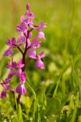 Orquideas silvestres del sr de España