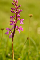 Orquideas silvestres del sr de España