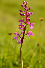 Orquideas silvestres del sr de España