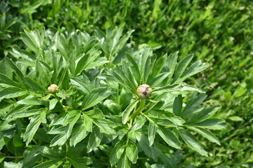 Paeonia peregrina is a species of flowering plant in the peony family Paeoniaceae, native to Southeastern Europe and Turkey. It is an erect, herbaceous perennial with 9-lobed, deeply divided leaves. 