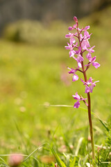 Orquideas silvestres del sr de España