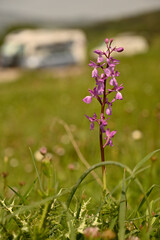 Orquideas silvestres del sr de España