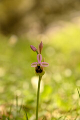 Orquideas silvestres del sr de Espa&ntilde;a