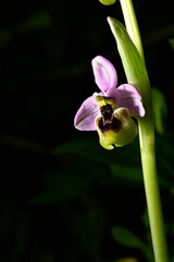 Orquideas silvestres del sr de España