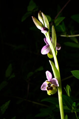 Orquideas silvestres del sr de España