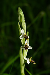 Orquideas silvestres del sr de España