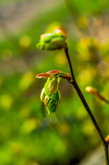 green leaves of plants, lit by the sun