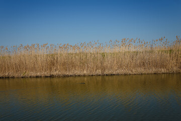 black duck swimming in lake or pond on blue sky and brown reeds background, beautiful nature...