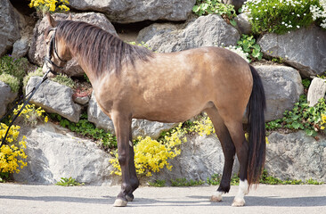 Naklejka premium Junges deutsches Reitpony