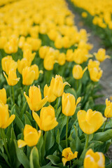 Fields of yellow Dutch tulips at sunset. Village. Europe. Blooming tulips.