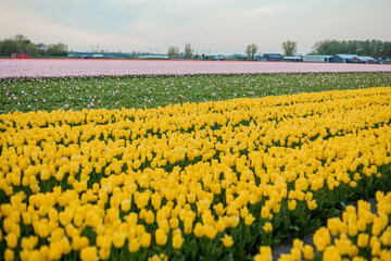 Fields of yellow Dutch tulips at sunset. Village. Europe. Blooming tulips.