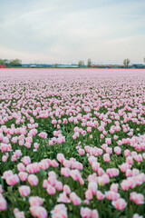 Fields of pink Dutch tulips at sunset. Village. Europe. Blooming tulips.