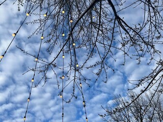 Small electric lights and tree branches in the sky