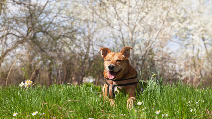 Happy red mixed breed dog in harness relaxing on grass with spring flowers.