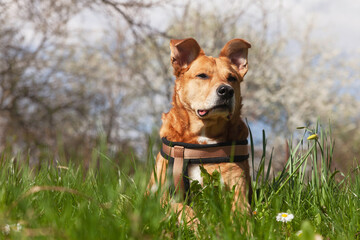 Happy red mixed breed dog in harness relaxing on grass with spring flowers.