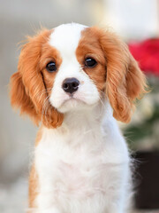 dog puppy 3 months old cavalier king charles spaniel for a walk in the summer in the park