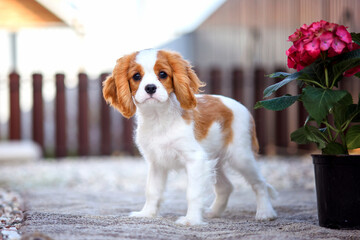 dog puppy 3 months old cavalier king charles spaniel for a walk in the summer in the park