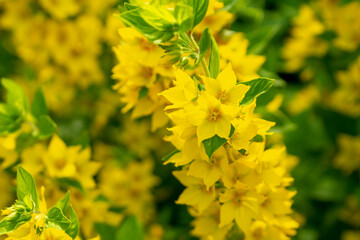 Lysimachia in a sunny summer garden