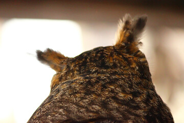 頭の上の羽角が目立つアメリカワシミミズクの後ろ姿