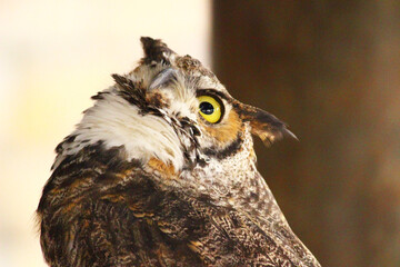 空を見上げるアメリカワシミミズク