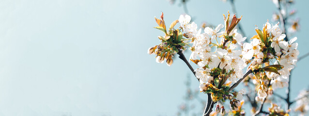 Spring banner with white cherry blossom on blue sky background